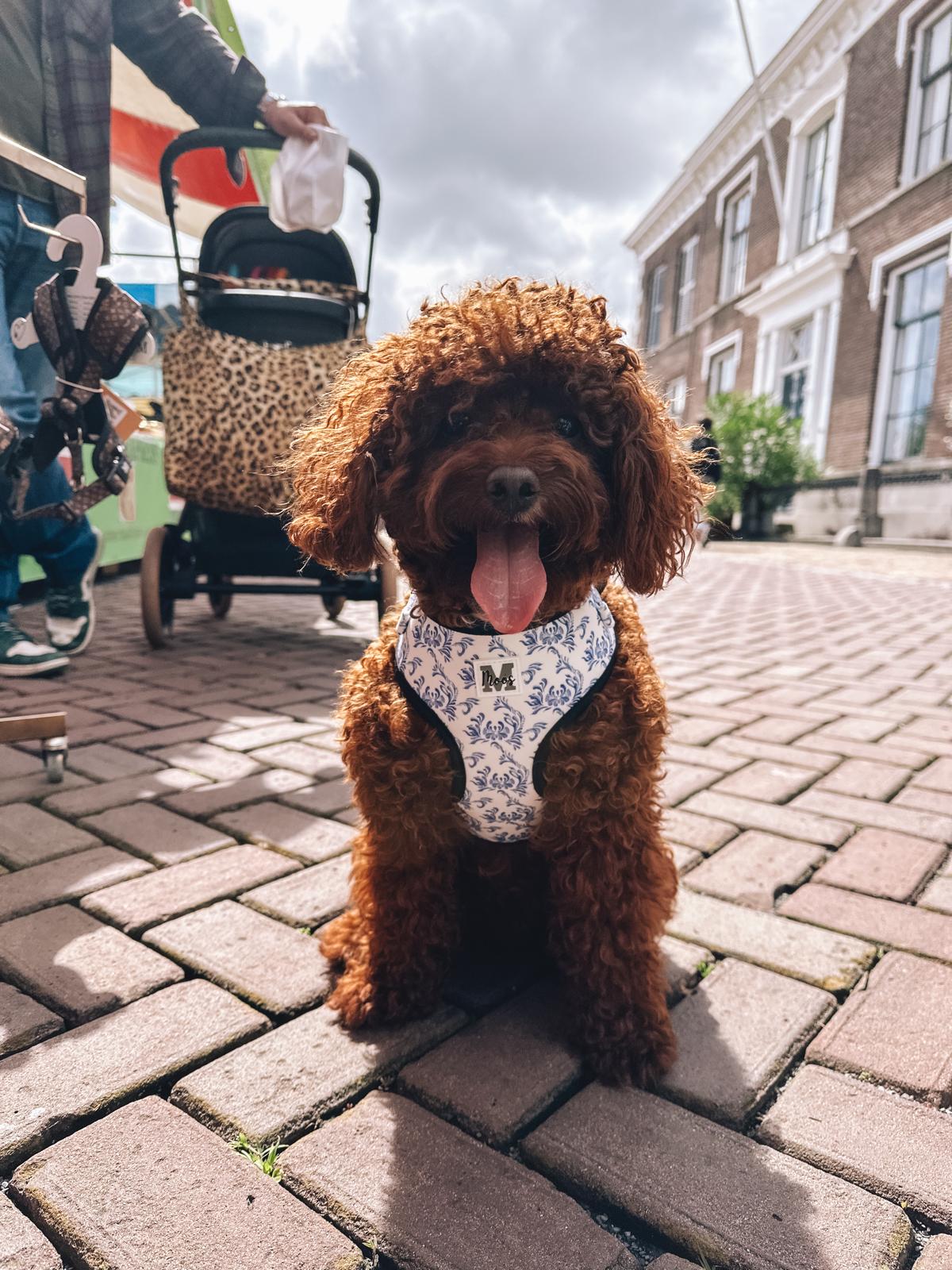 Harnas | Blue in Bloom