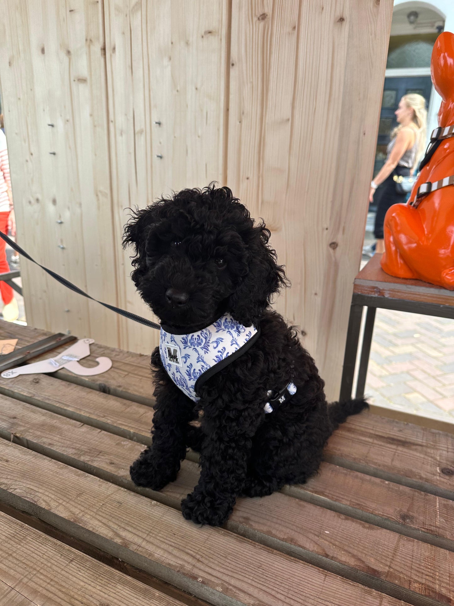 Harnas | Blue in Bloom