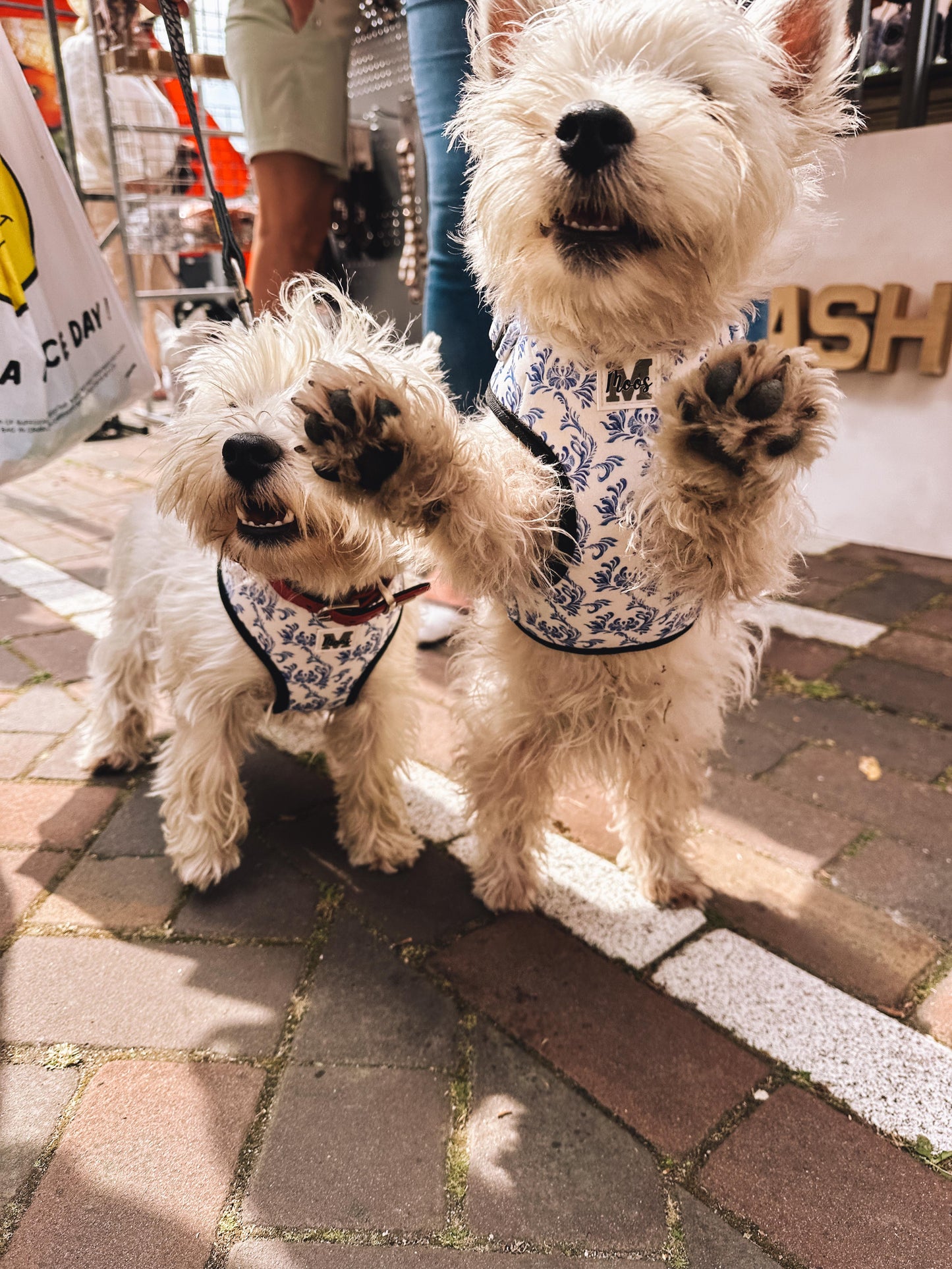 Harnas | Blue in Bloom