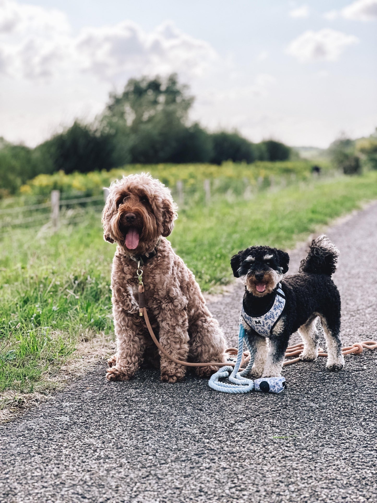 Harnas | Blue in Bloom