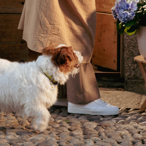 Hondenpenning | Charms Small Daisy ID Tag